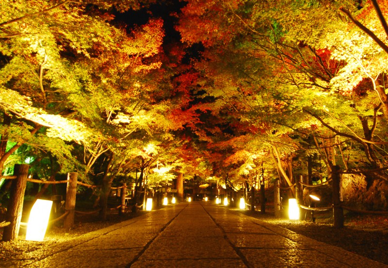 Light up of fall colors at Eikando Temple, Kyoto