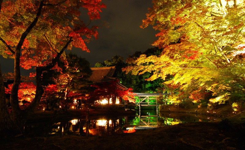 Light up of fall colors at Kodaiji Temple, Kyoto