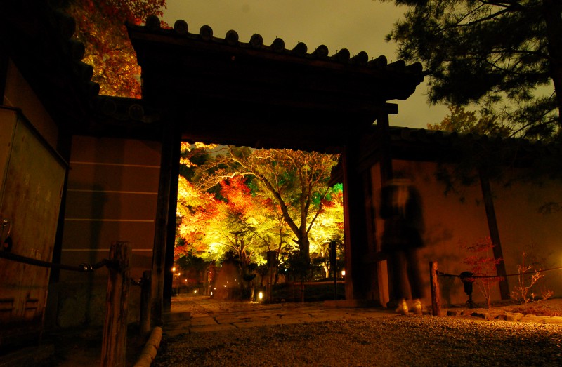 Light up of fall colors at Kodaiji Temple, Kyoto