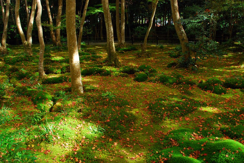 Moss Garden in Kyoto