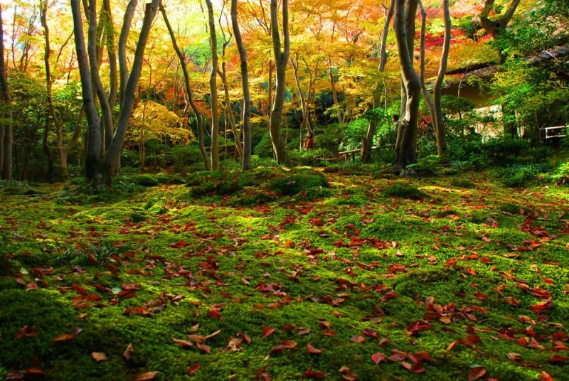 Moss Garden in Kyoto