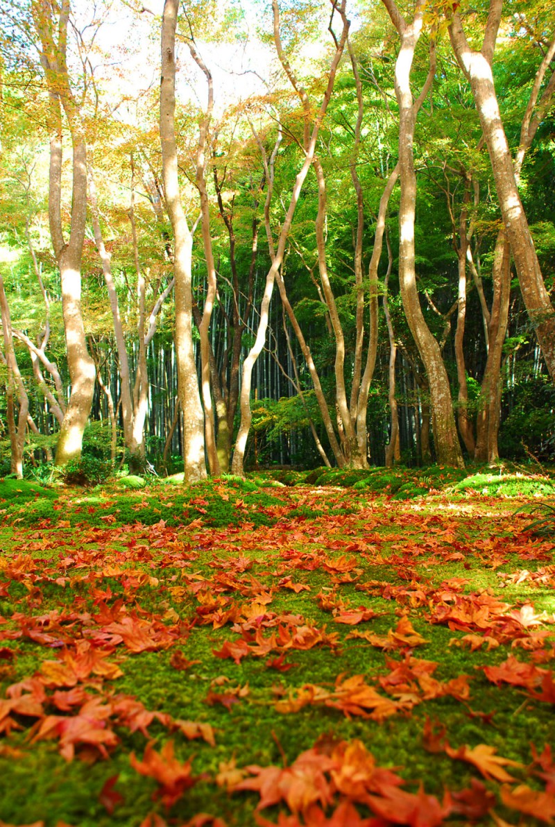 Moss Garden in Kyoto