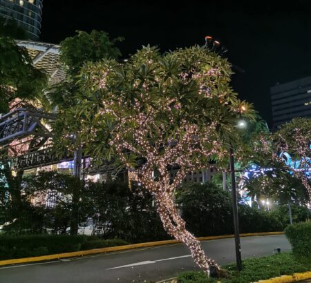 木のイルミネーション